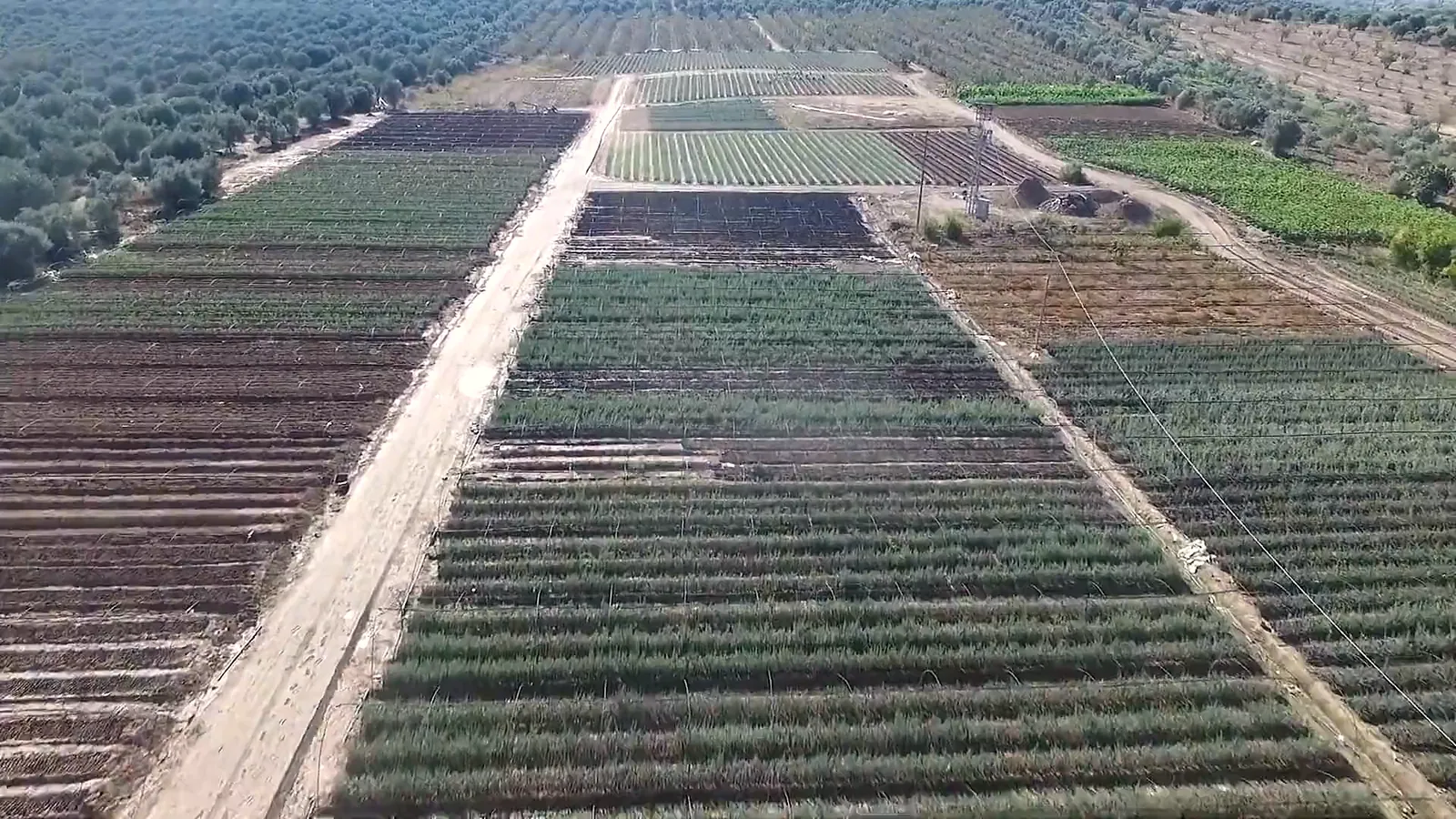 Havadan görülen fidan parselleri: düzenli sıralar ve aradaki toprak yol